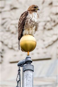 A hawk sits atop the U.S. Department of Agriculture (USDA) flag pole May 22, 2017. USDA photo by Preston Keres photo
