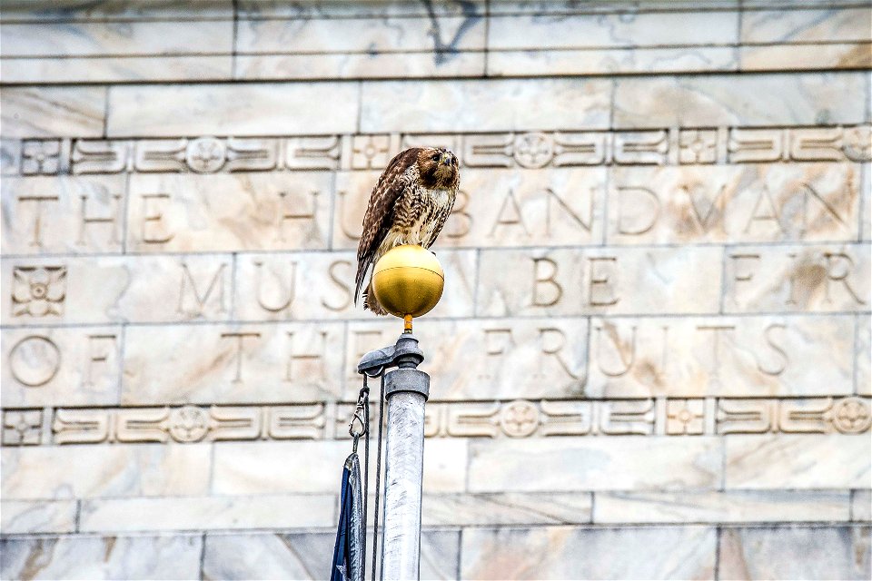 A hawk sits atop the U.S. Department of Agriculture (USDA) flag pole May 22, 2017. USDA photo by Preston Keres