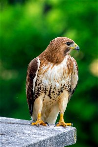 A hawk sits near its nest atop the U.S. Department of Agriculture (USDA) Whitten Building May 22, 2017. USDA photo by Preston Keres