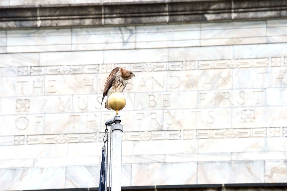 A hawk sits atop the U.S. Department of Agriculture (USDA) flag pole May 22, 2017. USDA photo by Preston Keres