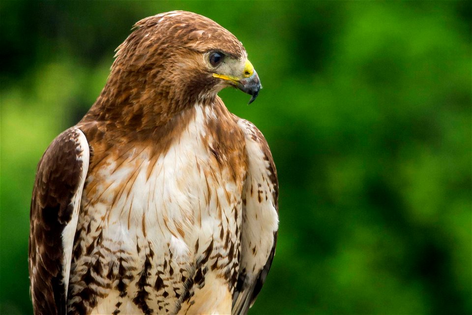 A hawk sits near its nest atop the U.S. Department of Agriculture (USDA) Whitten Building May 22, 2017. USDA photo by Preston Keres