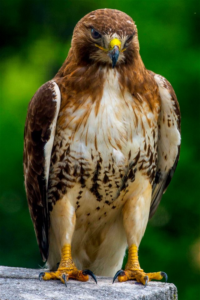 A hawk sits near its nest atop the U.S. Department of Agriculture (USDA) Whitten Building May 22, 2017. USDA photo by Preston Keres