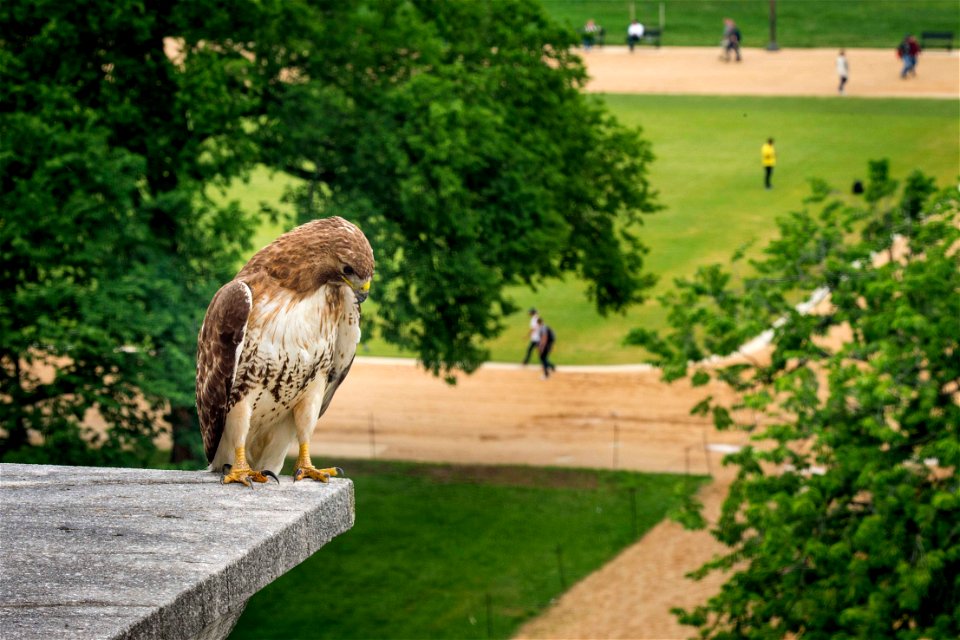 A hawk sits near its nest atop the U.S. Department of Agriculture (USDA) Whitten Building May 22, 2017. USDA photo by Preston Keres