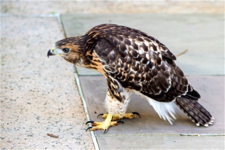One of the four red-tailed hawk fledglings is seen on the ground outside of the U.S. Department of Agriculture (USDA) Whitten Building June 14, 2017.  USDA photo by Preston Keres