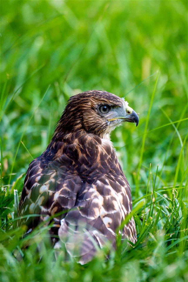 One of the four red-tailed hawk fledglings is seen on the ground outside of the U.S. Department of Agriculture (USDA) Whitten Building June 14, 2017.  USDA photo by Preston Keres