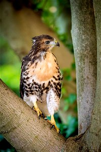 One of the four red-tailed hawk fledglings is seen on the ground outside of the U.S. Department of Agriculture (USDA) Whitten Building June 14, 2017. USDA photo by Preston Keres photo