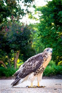 One of the four red-tailed hawk fledglings is seen on the ground outside of the U.S. Department of Agriculture (USDA) Whitten Building June 14, 2017. USDA photo by Preston Keres photo