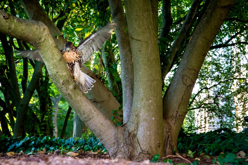 One of the four red-tailed hawk fledglings is seen on the ground outside of the U.S. Department of Agriculture (USDA) Whitten Building June 14, 2017.  USDA photo by Preston Keres