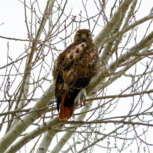 Red-tailed Hawk (Buteo jamaicensis) taken at Chalco Hills Recreation Area, Nebraska photo