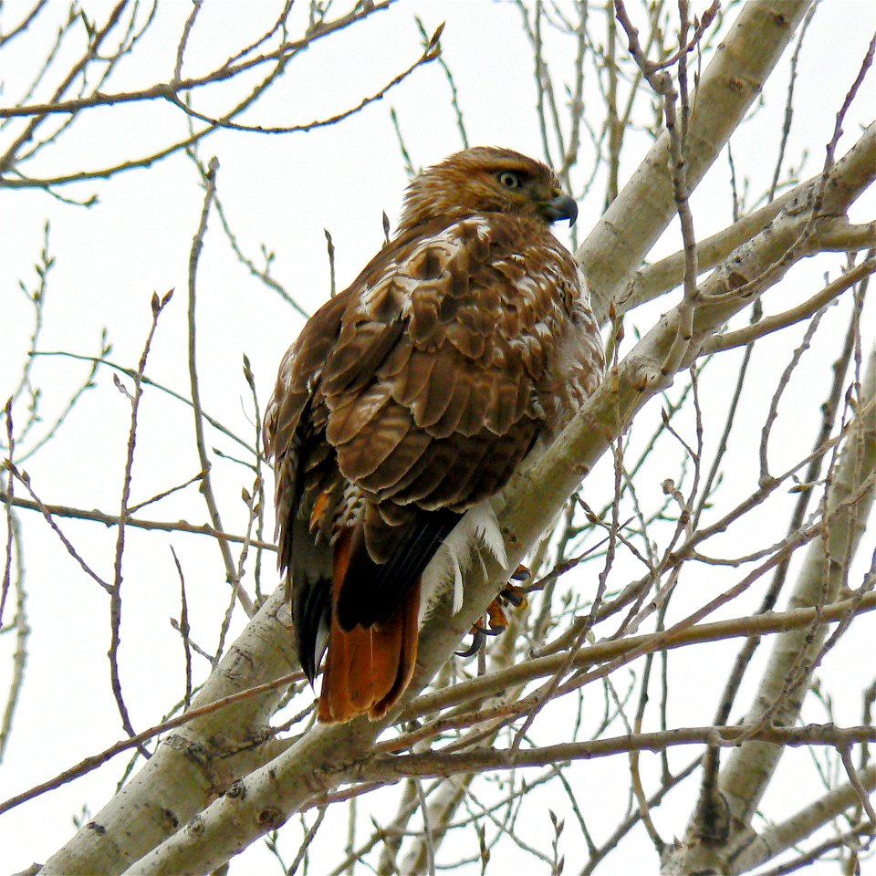 Red-tailed Hawk (Buteo jamaicensis) taken at Chalco Hills Recreation Area, Nebraska