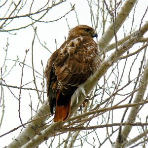 Red-tailed Hawk (Buteo jamaicensis) taken at Chalco Hills Recreation Area, Nebraska photo