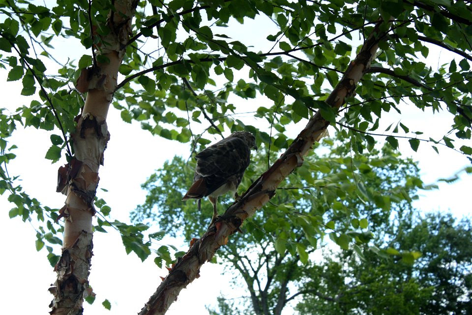 Hawk outside of the U.S. Fish and Wildlife Service Northeast Regional Office, August 14 2013, allowed for some close ups to be taken while it looked for prey.



Photo Credit: Beth Decker/USFWS