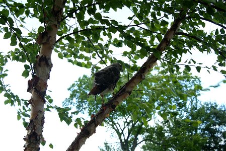 Hawk outside of the U.S. Fish and Wildlife Service Northeast Regional Office, August 14 2013, allowed for some close ups to be taken while it looked for prey. Photo Credit: Beth Decker/USFWS photo