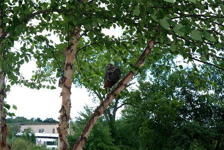 Hawk outside of the RO, August 14 2013, surveys its surroundings



Photo Credit: Beth Decker/USFWS