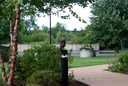 Hawk outside of the U.S. Fish and Wildlife Service Northeast Regional Office, August 14 2013 on top of a light post. Photo Credit: Beth Decker/USFWS photo