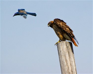 A perched, red-tailed hawk allows a western scrub-jay entry into its air space April 20, 2012. The hawk is one of two migratory hawks nesting near the U.S. Army Corps of Engineers Sacramento District’