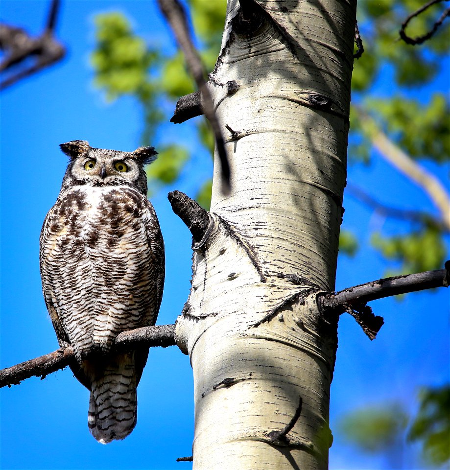 Great Horned Owl