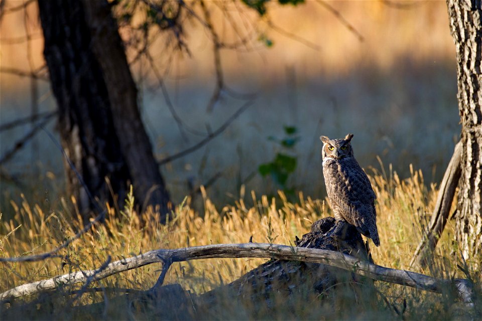 A great horned owl is seen perched on a log at Rocky Mountain Arsenal National Wildlife Refuge.

Photo Credit: USFWS