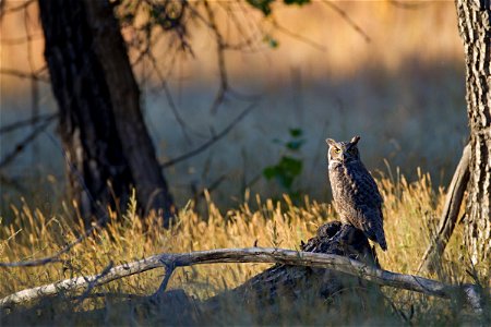 A great horned owl is seen perched on a log at Rocky Mountain Arsenal National Wildlife Refuge. Photo Credit: USFWS photo
