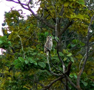 Great Horned Owl