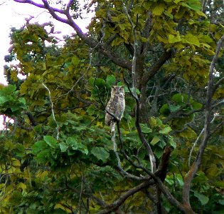 Great Horned Owl photo