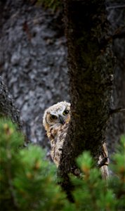 Great horned owl fledgling photo