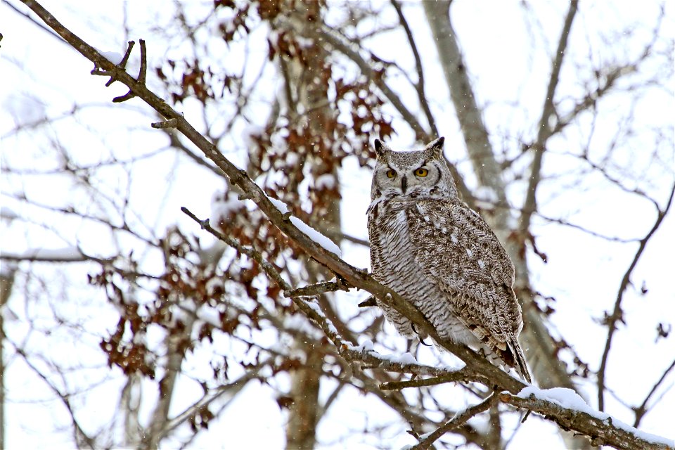 Also called the "cat owl" or "hoot owl", the great horned owl has a wingspan of 3-5 feet.

Photo Credit:  Gary Eslinger/USFWS
