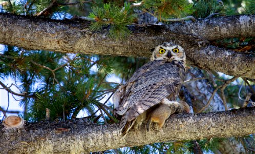 Great horned owl, Mammoth Hot Springs