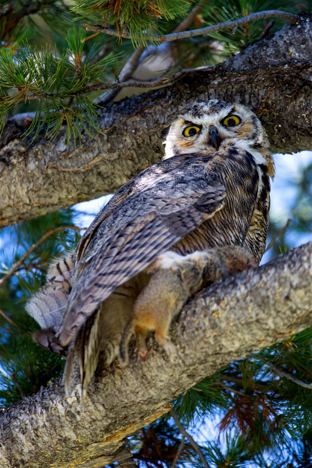Great horned owl, Mammoth Hot Springs