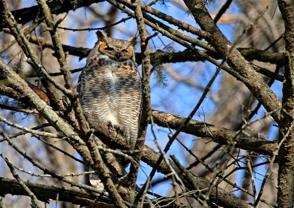 This great-horned owl has been spotted hanging out near the Bloomington visitor center at Minnesota Valley National Wildlife Refuge. Barred owls, bald eagles and a variety of hawks have also been spot