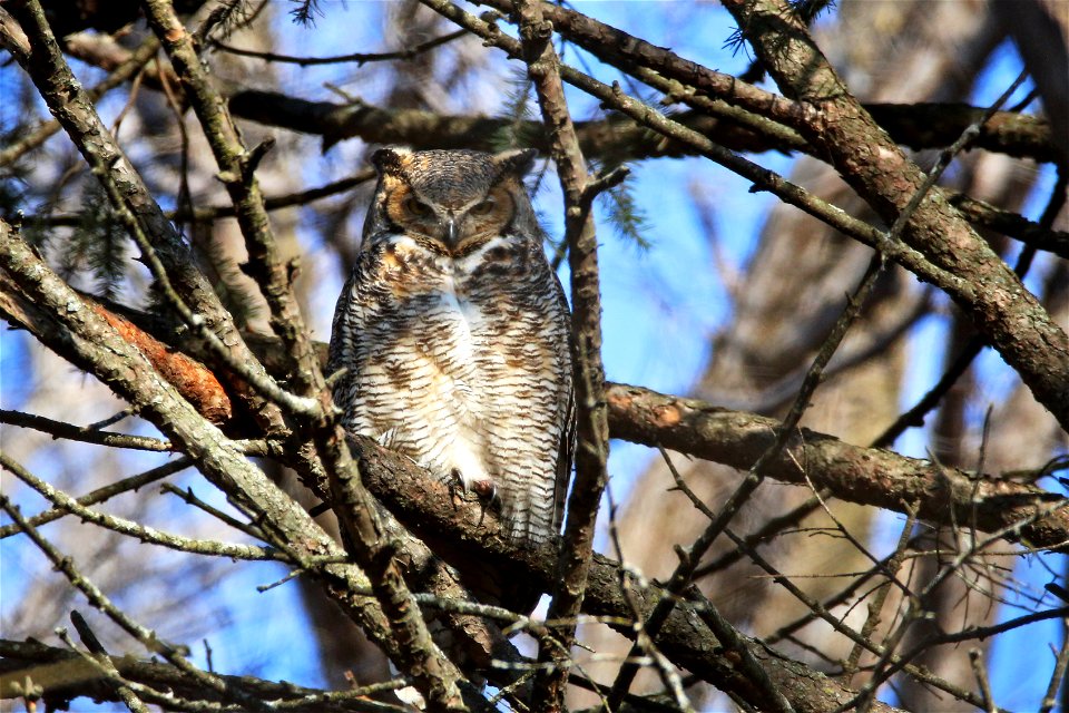 This great-horned owl has been spotted hanging out near the Bloomington visitor center at Minnesota Valley National Wildlife Refuge. Barred owls, bald eagles and a variety of hawks have also been spot
