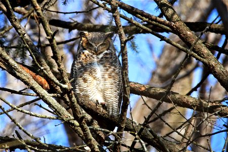 This great-horned owl has been spotted hanging out near the Bloomington visitor center at Minnesota Valley National Wildlife Refuge. Barred owls, bald eagles and a variety of hawks have also been spot photo