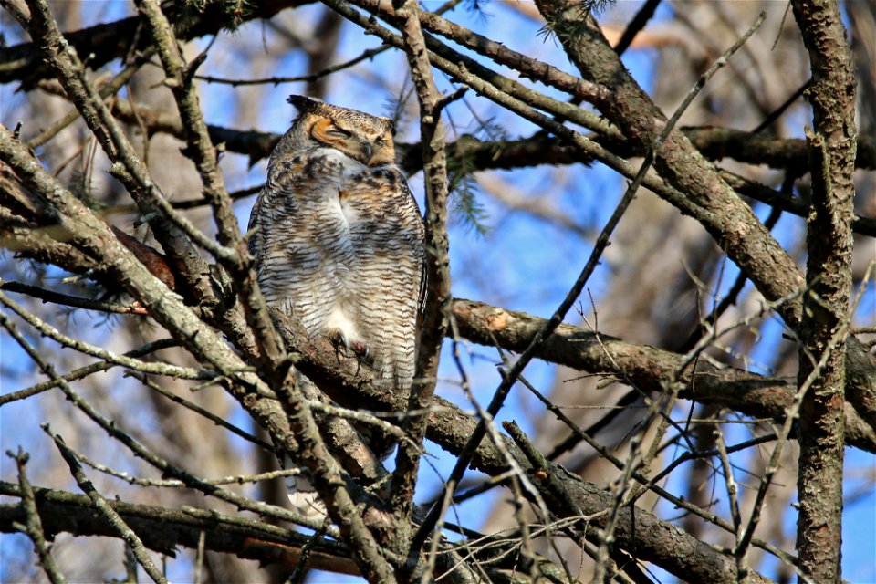 This great-horned owl has been spotted hanging out near the Bloomington visitor center at Minnesota Valley National Wildlife Refuge. Barred owls, bald eagles and a variety of hawks have also been spot