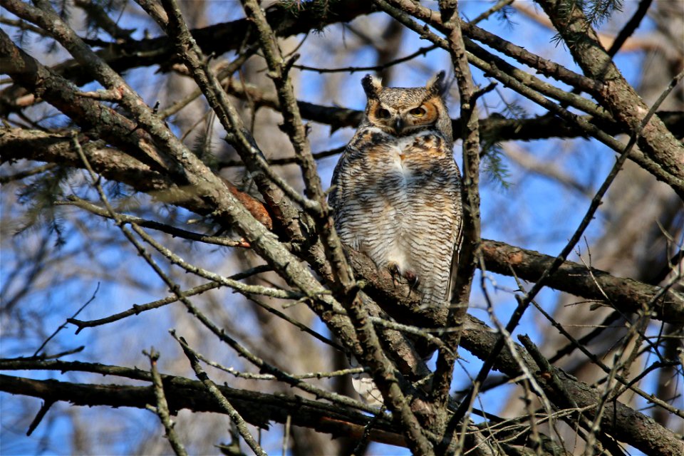 This great-horned owl has been spotted hanging out near the Bloomington visitor center at Minnesota Valley National Wildlife Refuge. Barred owls, bald eagles and a variety of hawks have also been spot