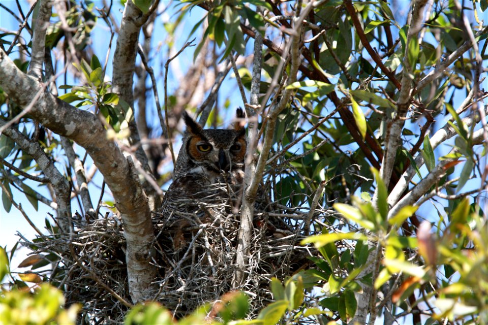 In the nest. Photo: Linda Friar, NPS.