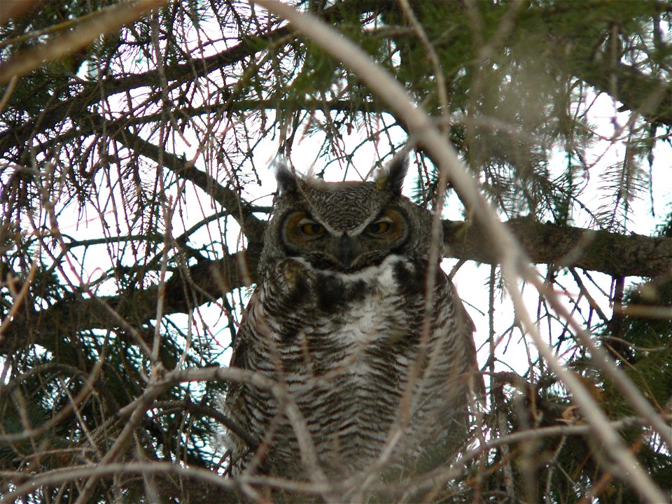 Horned owl. Taken by Me, Brennan Murphy, in Calgary, Alberta
March, 2005