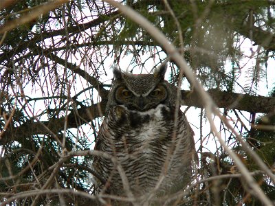 Horned owl. Taken by Me, Brennan Murphy, in Calgary, Alberta
March, 2005