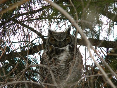 Horned owl. Taken by Me, Brennan Murphy, in Calgary, Alberta March, 2005 photo