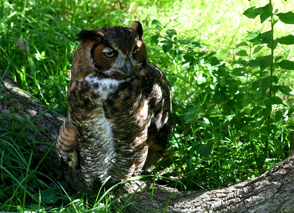 Just Chillin​'​ — It's Friday. Yes, it's finally Friday. Here's a Great horned owl perched waiting for the weekend, we suppose, in Homosassa Springs, FL. What would be your caption for this photo? Pho photo