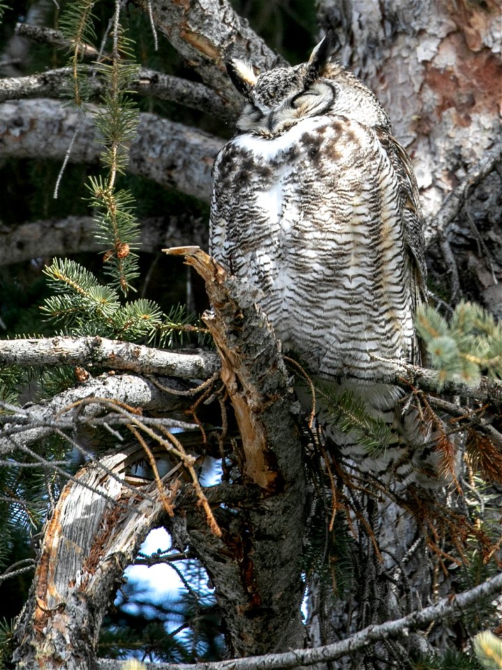 Male great horned owl
