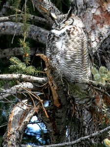 Male great horned owl