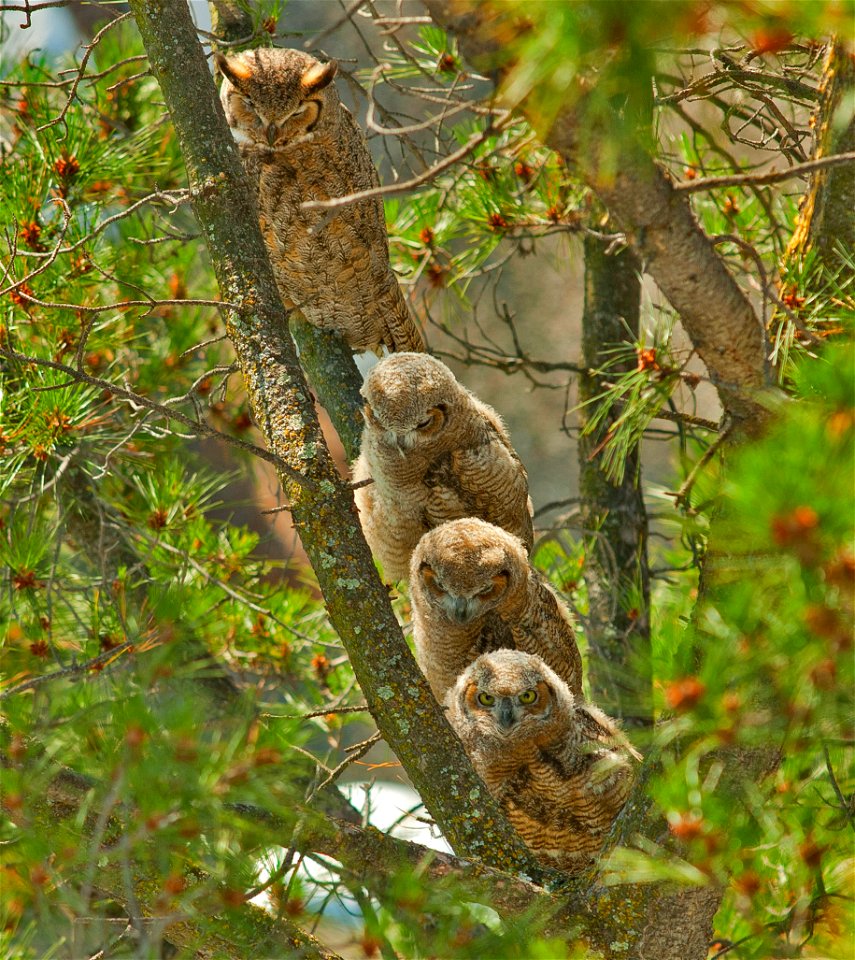 A mother horned owl perched with her three owlets on a pine tree branch near Lawrence Livermore National Laboratory.

 For more information or additional images, please contact 202-586-5251.