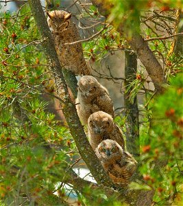 A mother horned owl perched with her three owlets on a pine tree branch near Lawrence Livermore National Laboratory. For more information or additional images, please contact 202-586-5251. photo