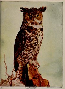 J 
GREAT HORNED OWL. 

( Bubo virijinianus.)