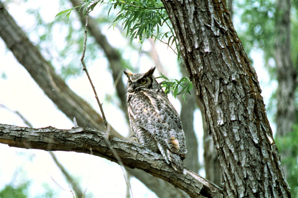 Great horned owl sitting in a tree.