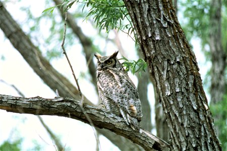 Great horned owl sitting in a tree. photo