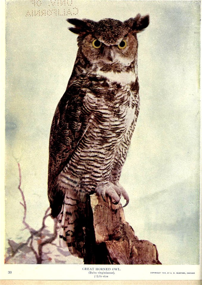 30 
GREAT HORNED OWL. 
(Bubo virginianus). 
? Life-size 

COPYRIGHT 1900, BV *. W. MUMFORD, CHICAGO