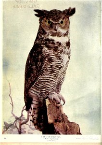 30 GREAT HORNED OWL. (Bubo virginianus). ? Life-size COPYRIGHT 1900, BV *. W. MUMFORD, CHICAGO photo