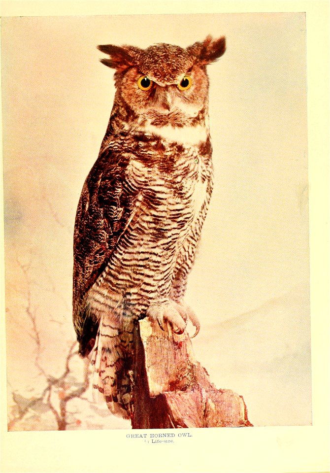 GREAT HORNED OWL. 

3 ; Liife-size.