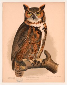 Title: Great horned owl. Bubo virginianus bon Abstract/medium: 1 print : color lithograph ; sheet 35 x 27.3 cm. photo